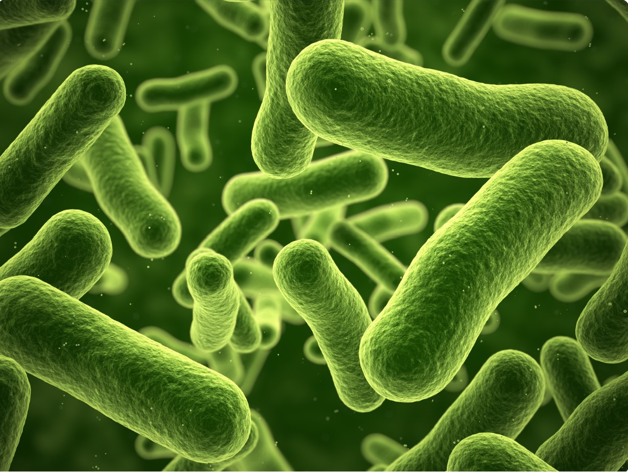 Bactérias e vírus Quais são as diferenças